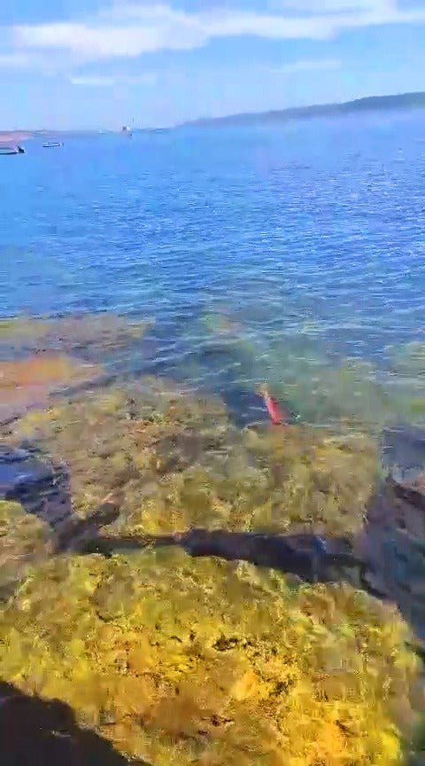 Egis e Palhaços para Lulas e Chocos - Barracuda Pesca