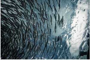Água Salgada - Barracuda Pesca 