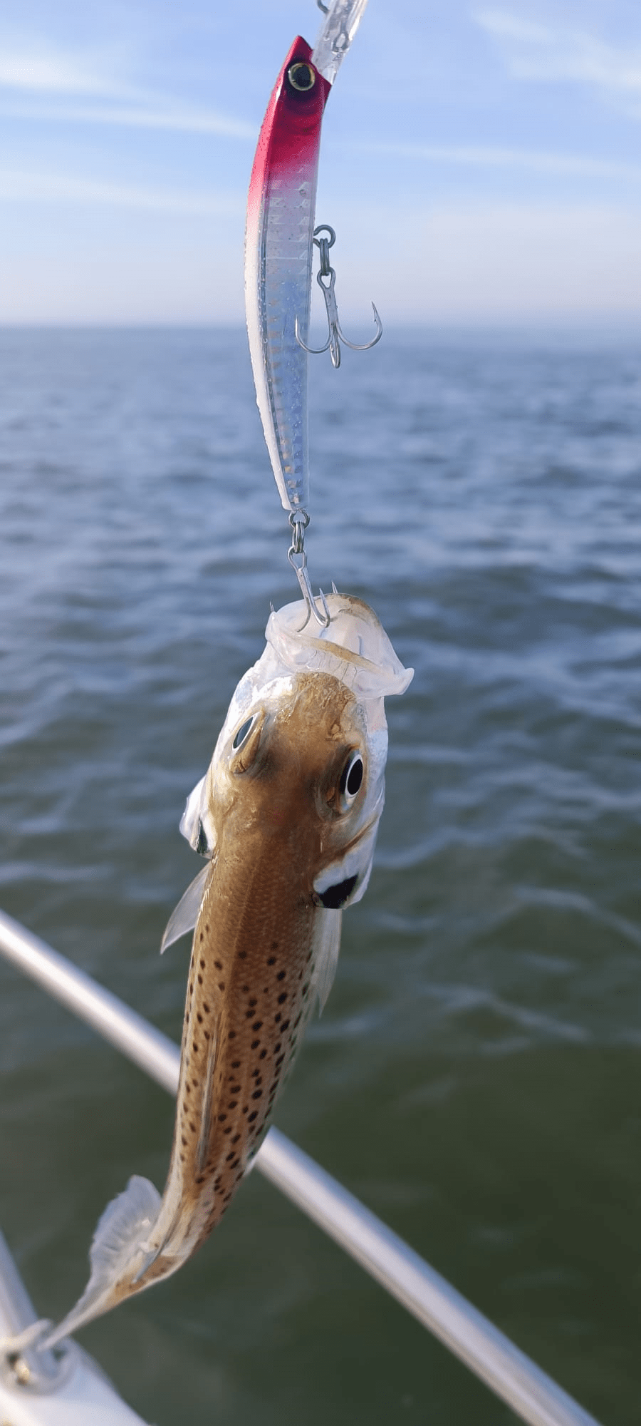 Amostras ou Iscos Artificiais - Barracuda Pesca 