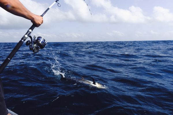 Canas de Pesca Embarcada - Barracuda Pesca 