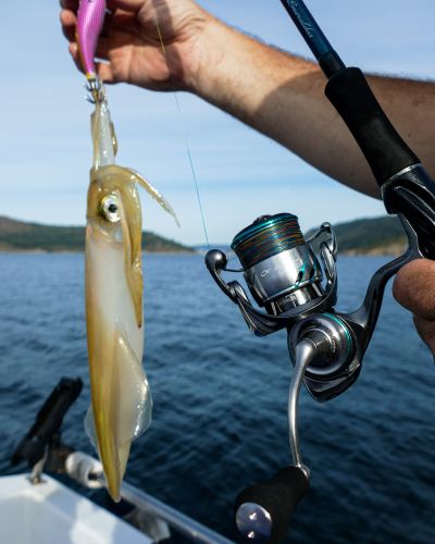 Eging - Barracuda Pesca 