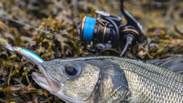 Spinning - Barracuda Pesca 