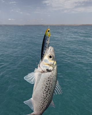Topwater - Barracuda Pesca 