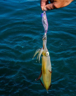 Eging - Barracuda Pesca 