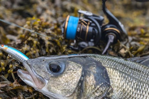 Spinning - Barracuda Pesca 