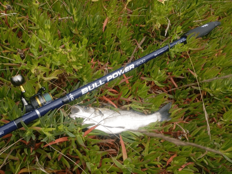 Cana de Boia Veret Arcadia Strong 6.30m — Montagem Premium Fuji Custom (K-Fazlite + NS6) - Barracuda Pesca