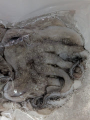 Choco Fresco Congelado de Seleção (Isco de Pesca) - Barracuda Pesca