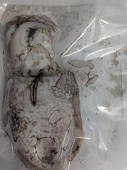 Choco Fresco Congelado de Seleção (Isco de Pesca) - Barracuda Pesca