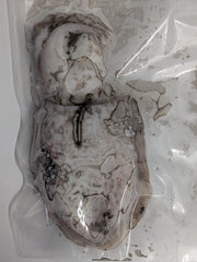 Choco Fresco Congelado de Seleção (Isco de Pesca) - Barracuda Pesca