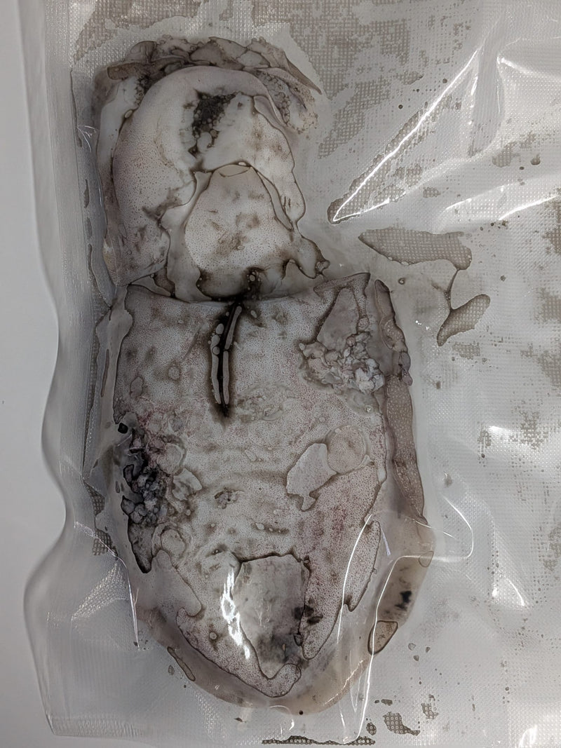 Choco Fresco Congelado de Seleção (Isco de Pesca) - Barracuda Pesca