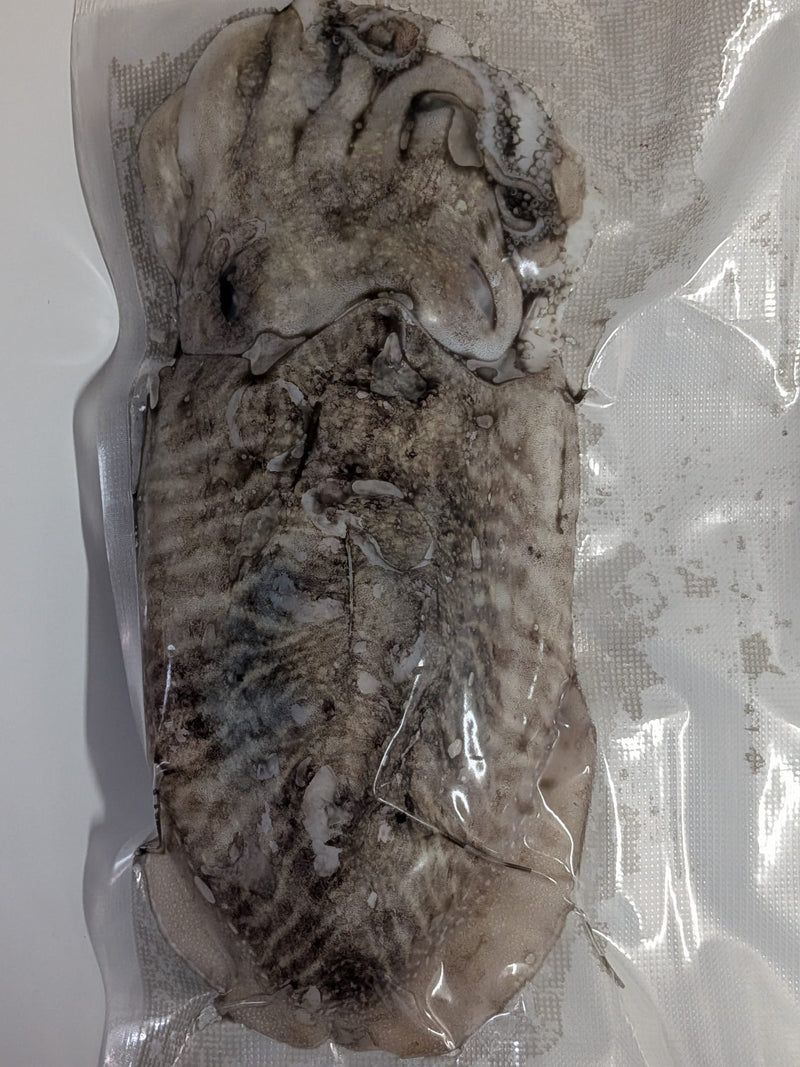 Choco Fresco Congelado de Seleção (Isco de Pesca) - Barracuda Pesca