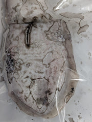 Choco Fresco Congelado de Seleção (Isco de Pesca) - Barracuda Pesca