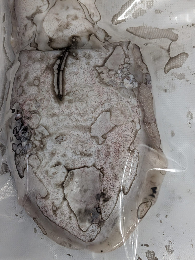 Choco Fresco Congelado de Seleção (Isco de Pesca) - Barracuda Pesca