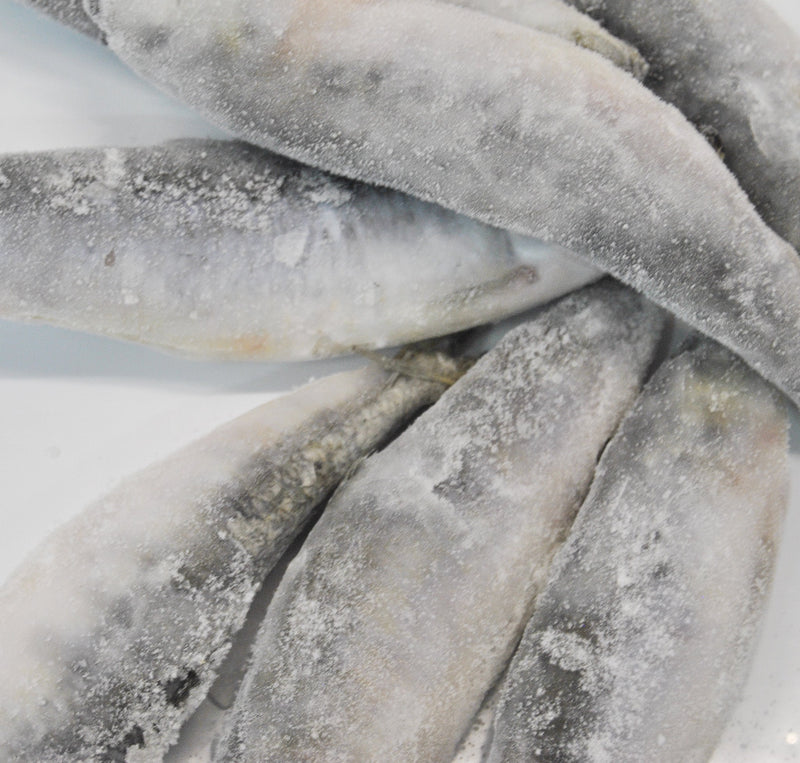 Isco Sardinha de Seleção Superior (Sardina pilchardus) - Barracuda Pesca