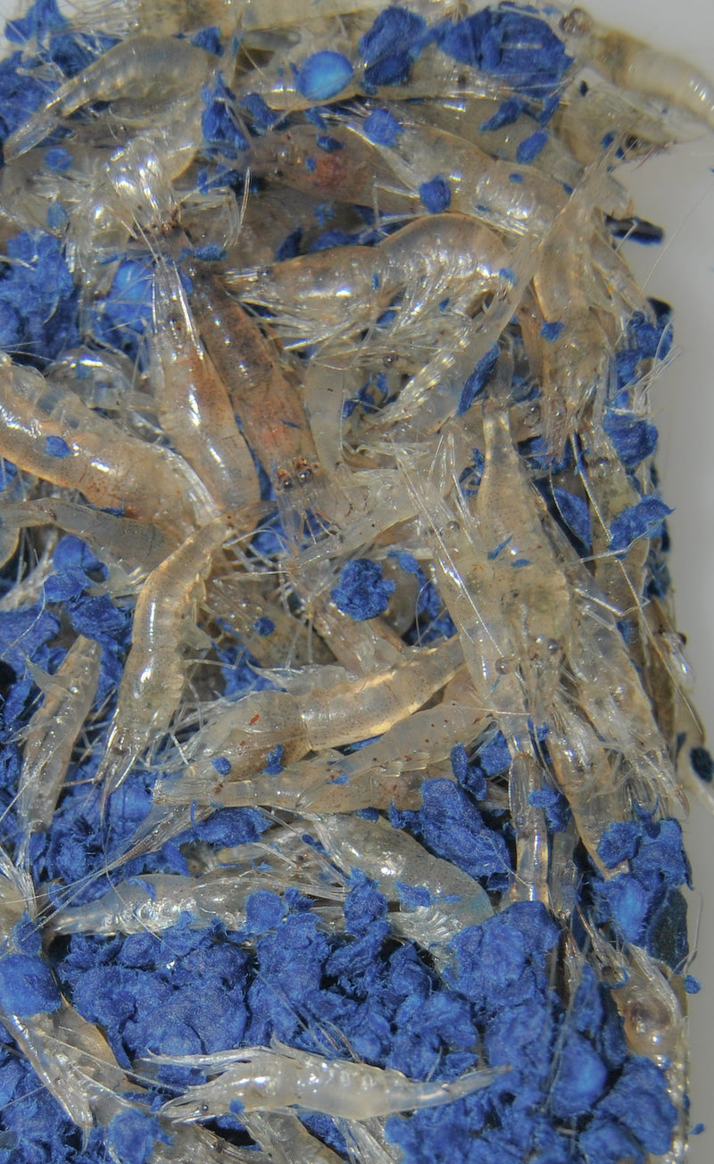 Isco Vivo Camarinha do Viveiro (Palaemonetes varians) - Barracuda Pesca