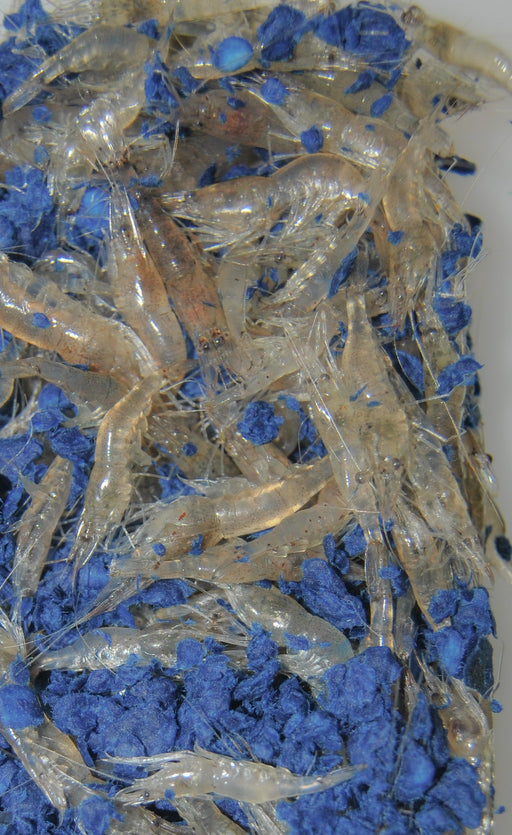 Isco Vivo Camarinha do Viveiro (Palaemonetes varians) - Barracuda Pesca