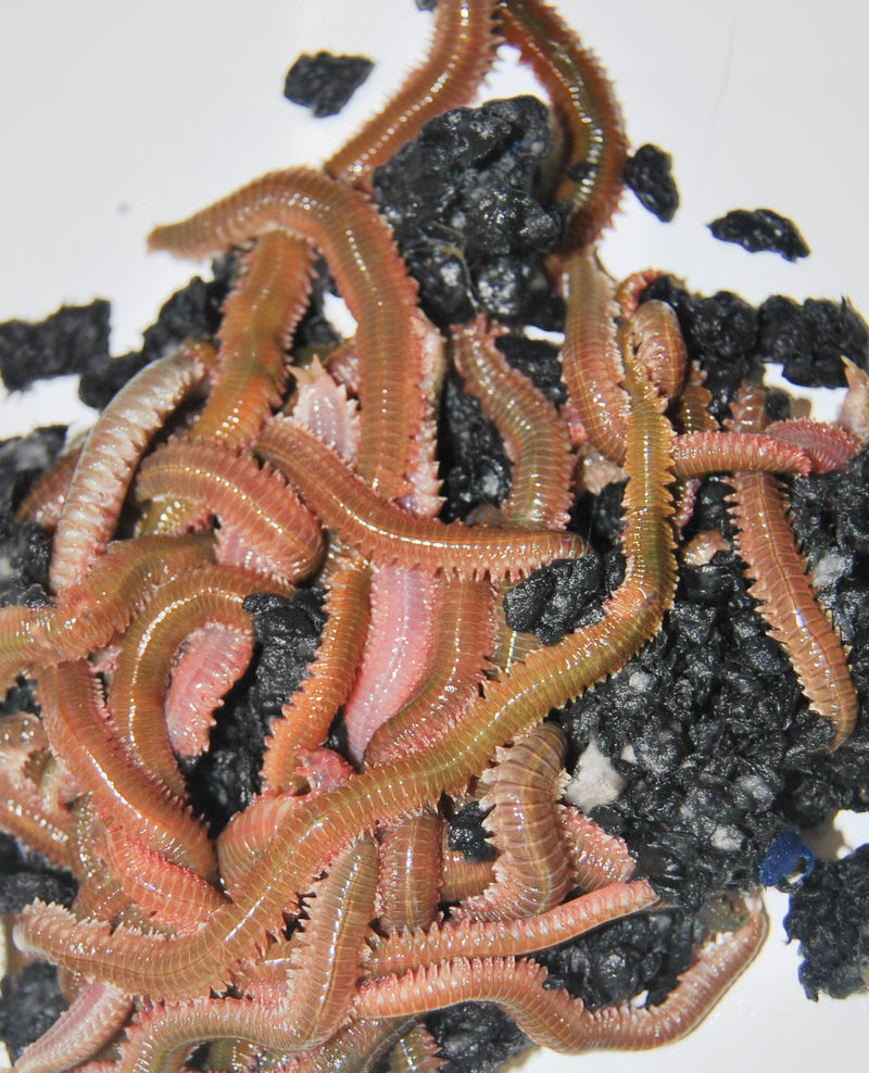 Isco Vivo Coreano Importado (Perinereis aibuhitensis) – Verde / Vermelho - Barracuda Pesca
