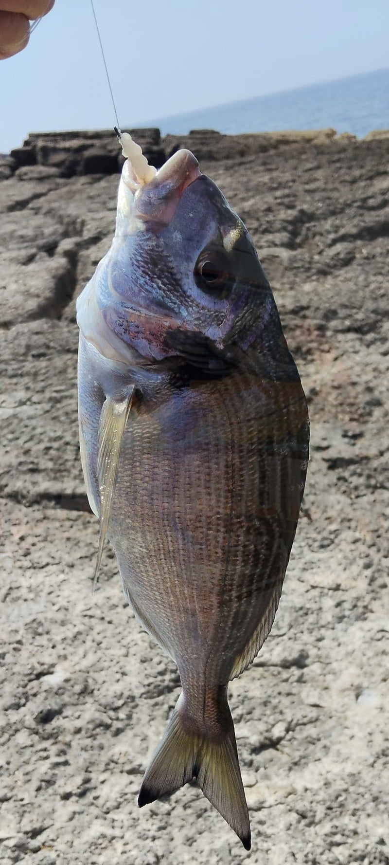 Polvo Selvagem Congelado Selecionado Pequeno (Isco Natural para Surfcasting e Rocha) - Barracuda Pesca