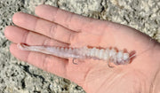 Polvo Selvagem Congelado Selecionado Pequeno (Isco Natural para Surfcasting e Rocha) - Barracuda Pesca
