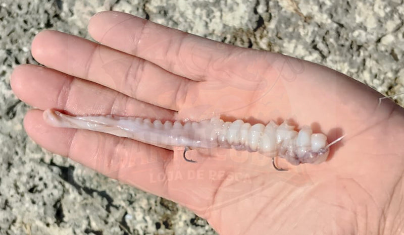 Polvo Selvagem Congelado Selecionado Pequeno (Isco Natural para Surfcasting e Rocha) - Barracuda Pesca