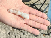 Polvo Selvagem Congelado Selecionado Pequeno (Isco Natural para Surfcasting e Rocha) - Barracuda Pesca
