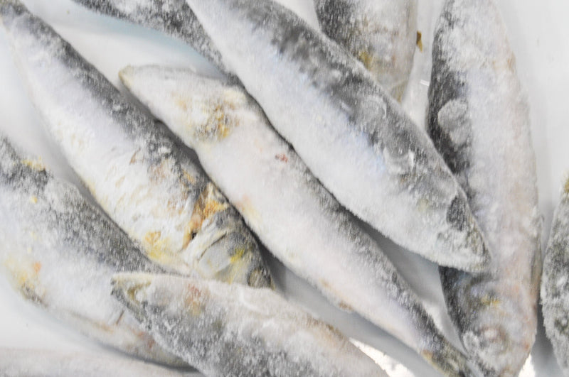 Sardinha Selecionada para Engodo (Rica em Óleos e Sangue) - Barracuda Pesca