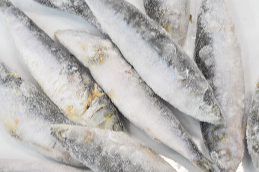 Sardinha Selecionada para Engodo (Rica em Óleos e Sangue) - Barracuda Pesca
